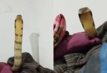 Man spends night with 7-foot-long venomous cobra: Wakes up in the morning shocked