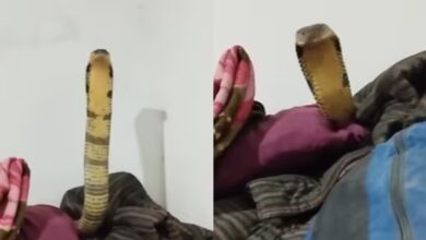 Man spends night with 7-foot-long venomous cobra: Wakes up in the morning shocked